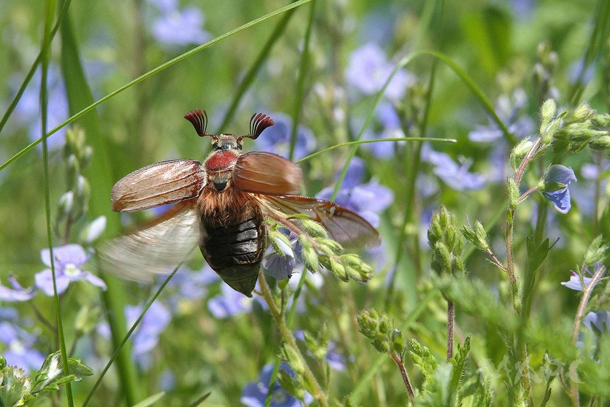 майский жук, макро, насекомые, июнь., Шангареев Марс