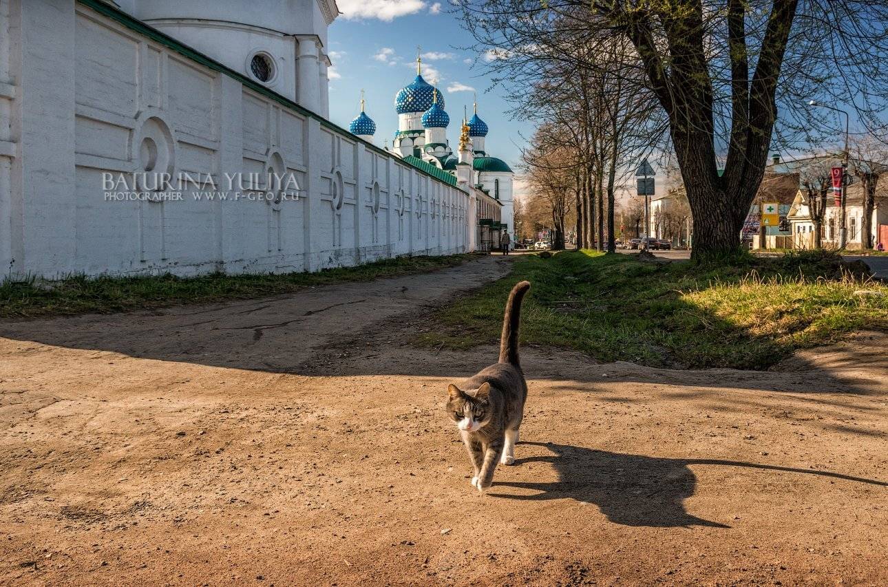 углич, кошка, богоявленский собор, богоявленский монастырь, Юлия Батурина
