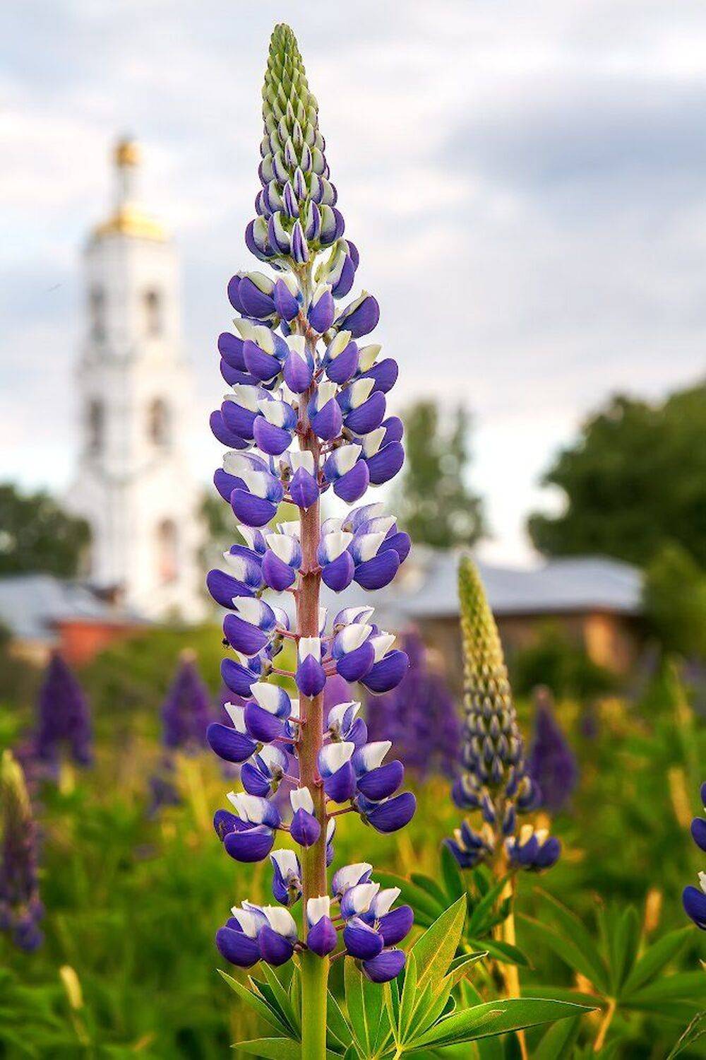 люпины, Игорь Шиленок