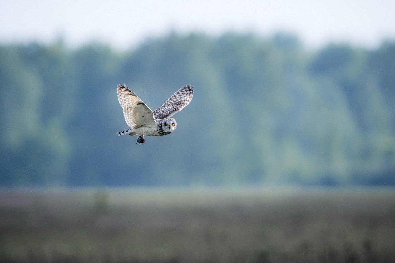 , Дмитрий Вилюнов