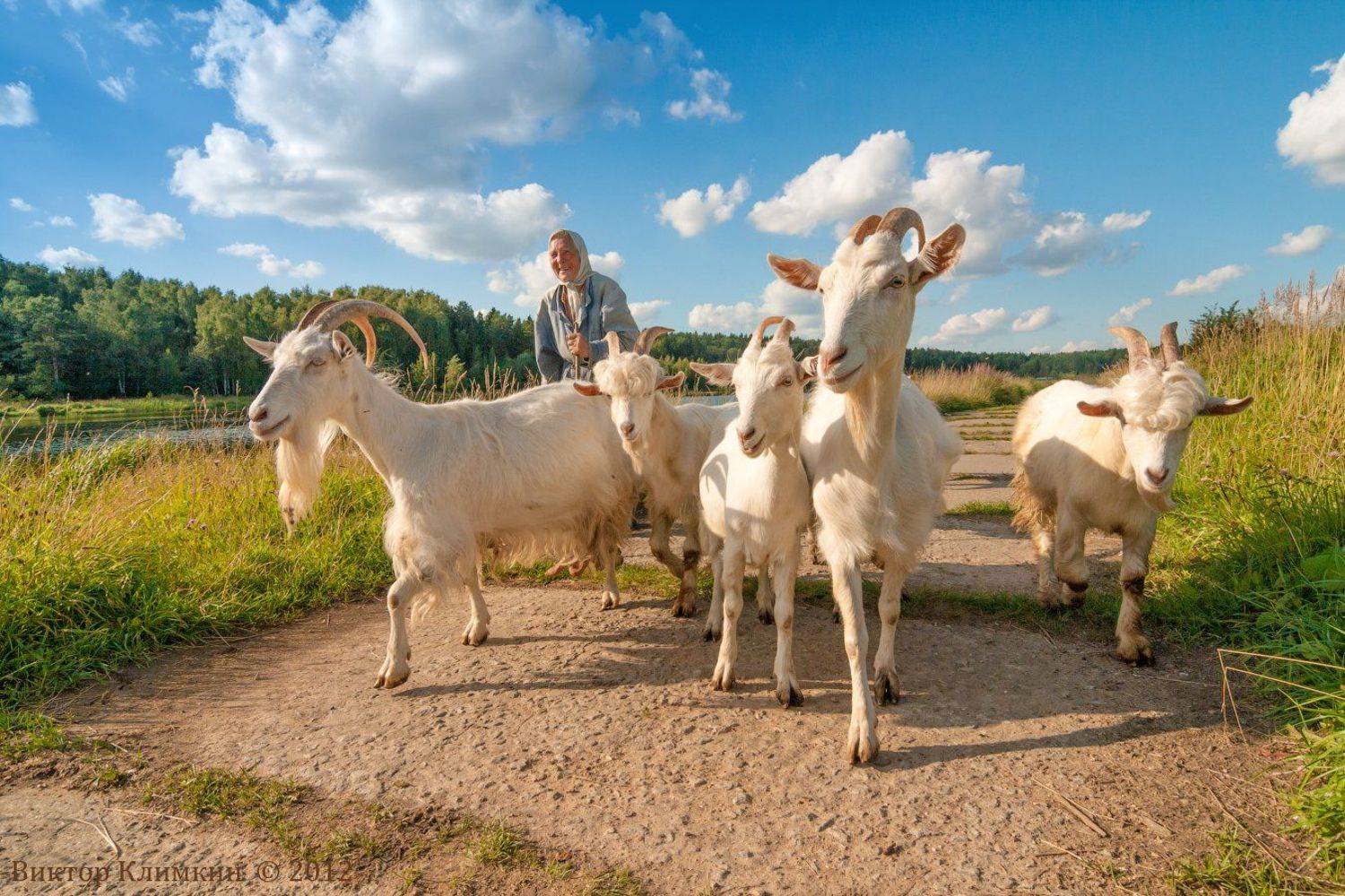 козлики, лето, бабуся, беленький козлик, Виктор Климкин