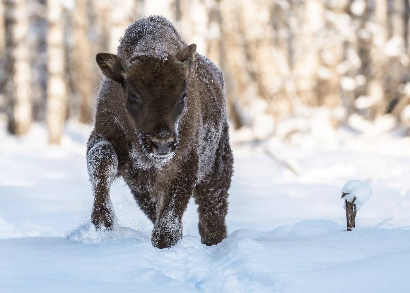 зубр, Александр Маркелов