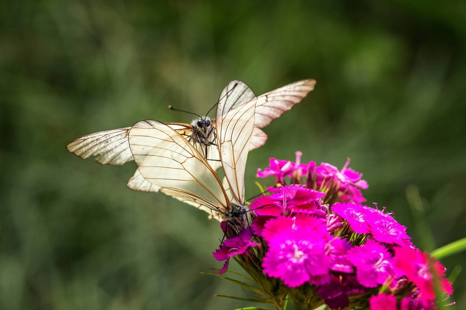 , Бистра Стоименова