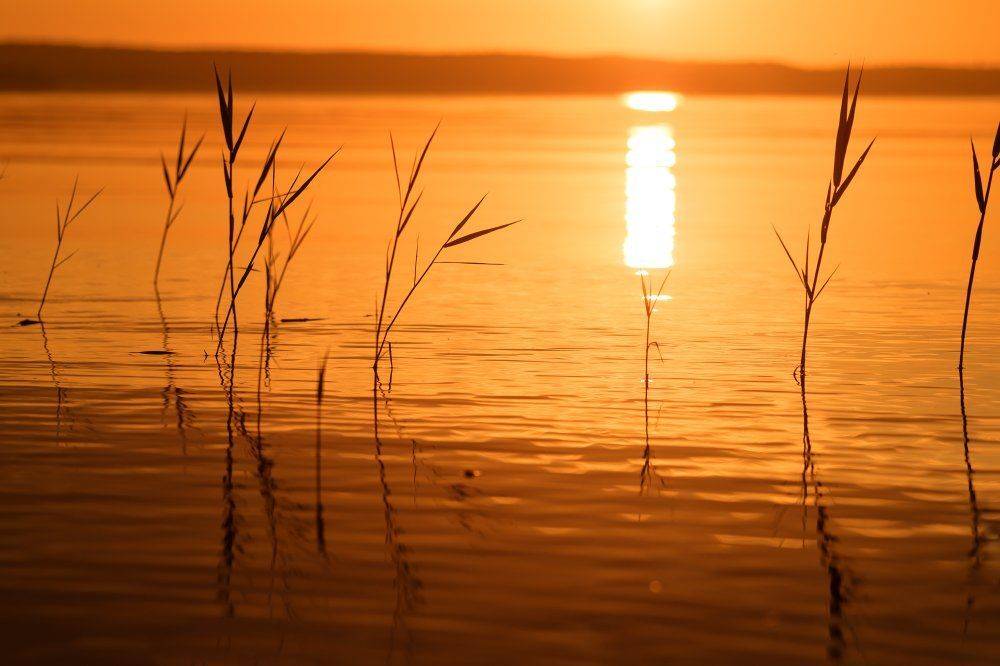 природа,утро,рассвет,трава,красота,лето,июнь, Юлия Лаптева