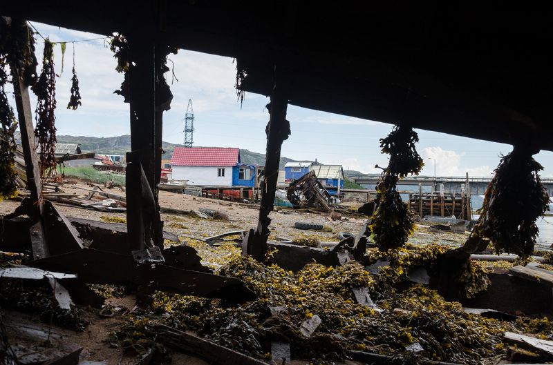 Териберка, Кольский, судно, рёбра, вид, домики, водоросли, Из-под рёбер цивилизации фото превью