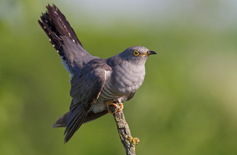 кукушка фото превью