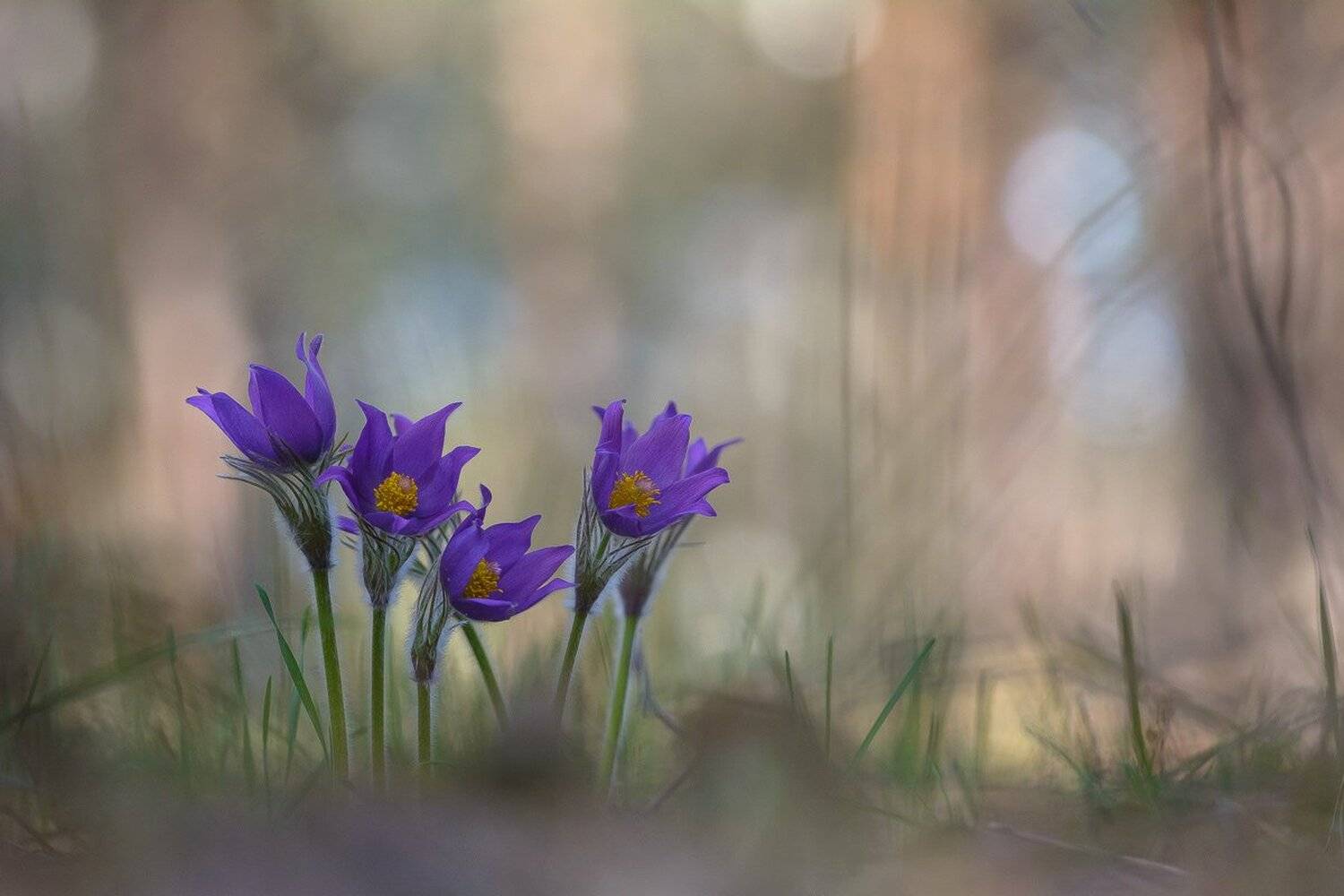 , Кузнецов Дмитрий