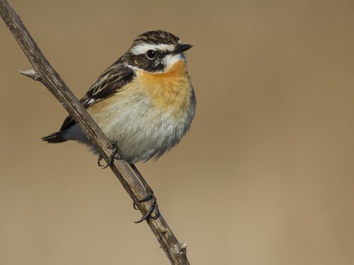 Whinchat.