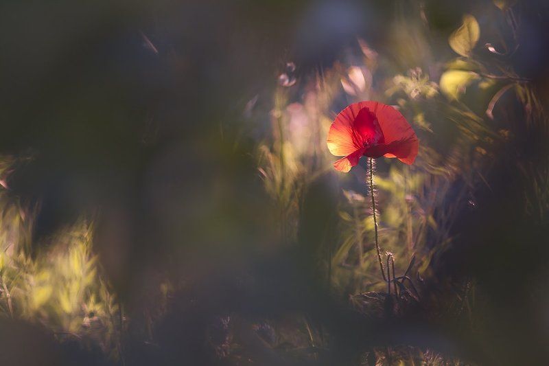 The smell of summer фото превью