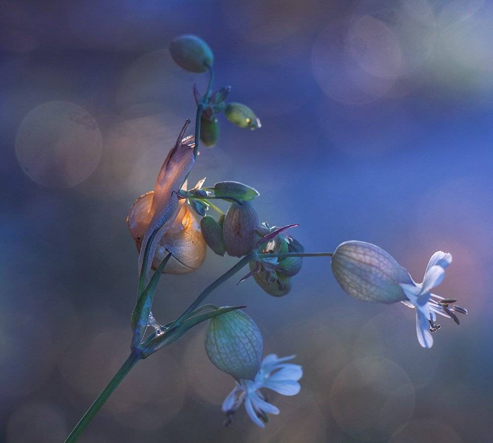 , Pawel Plucinski