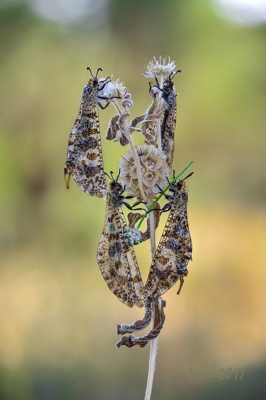 ЗАБЫТАЯ УЛИКА И... МУХА фото превью