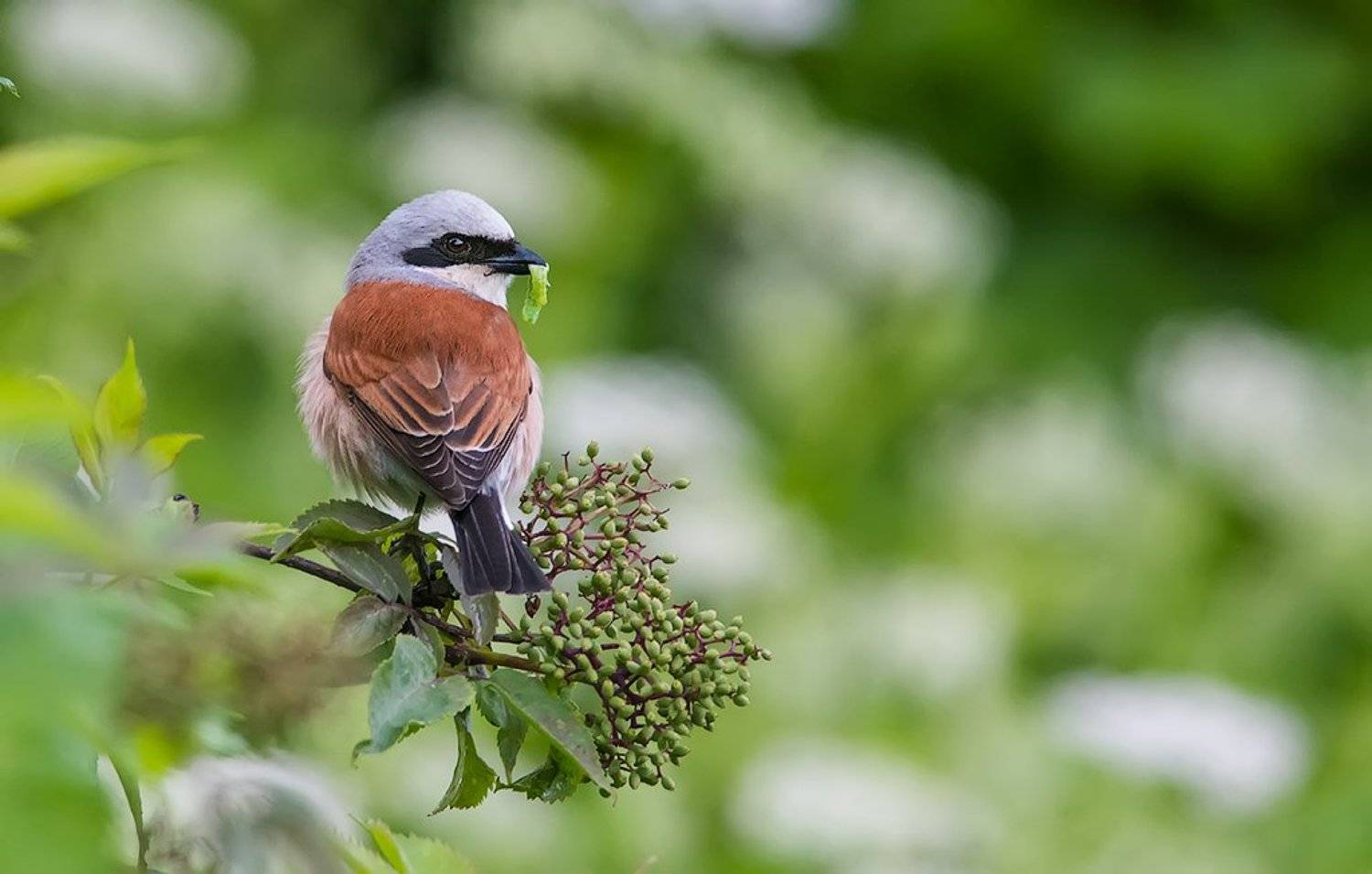 , Курочкин Валерий