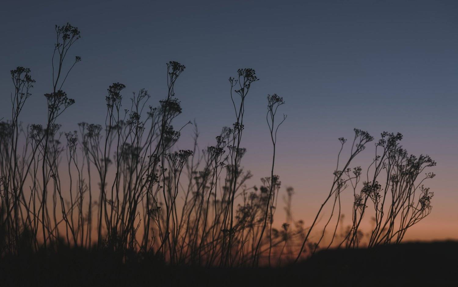 , Астрид Екатерина