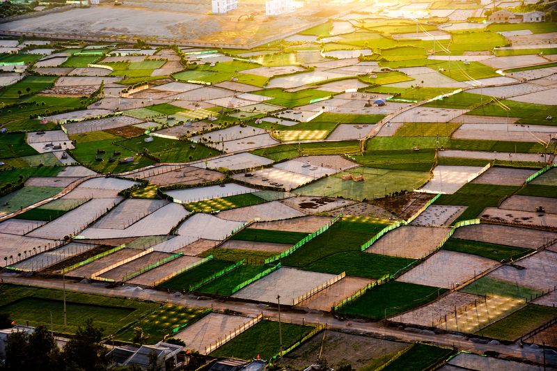 Garlic field фото превью