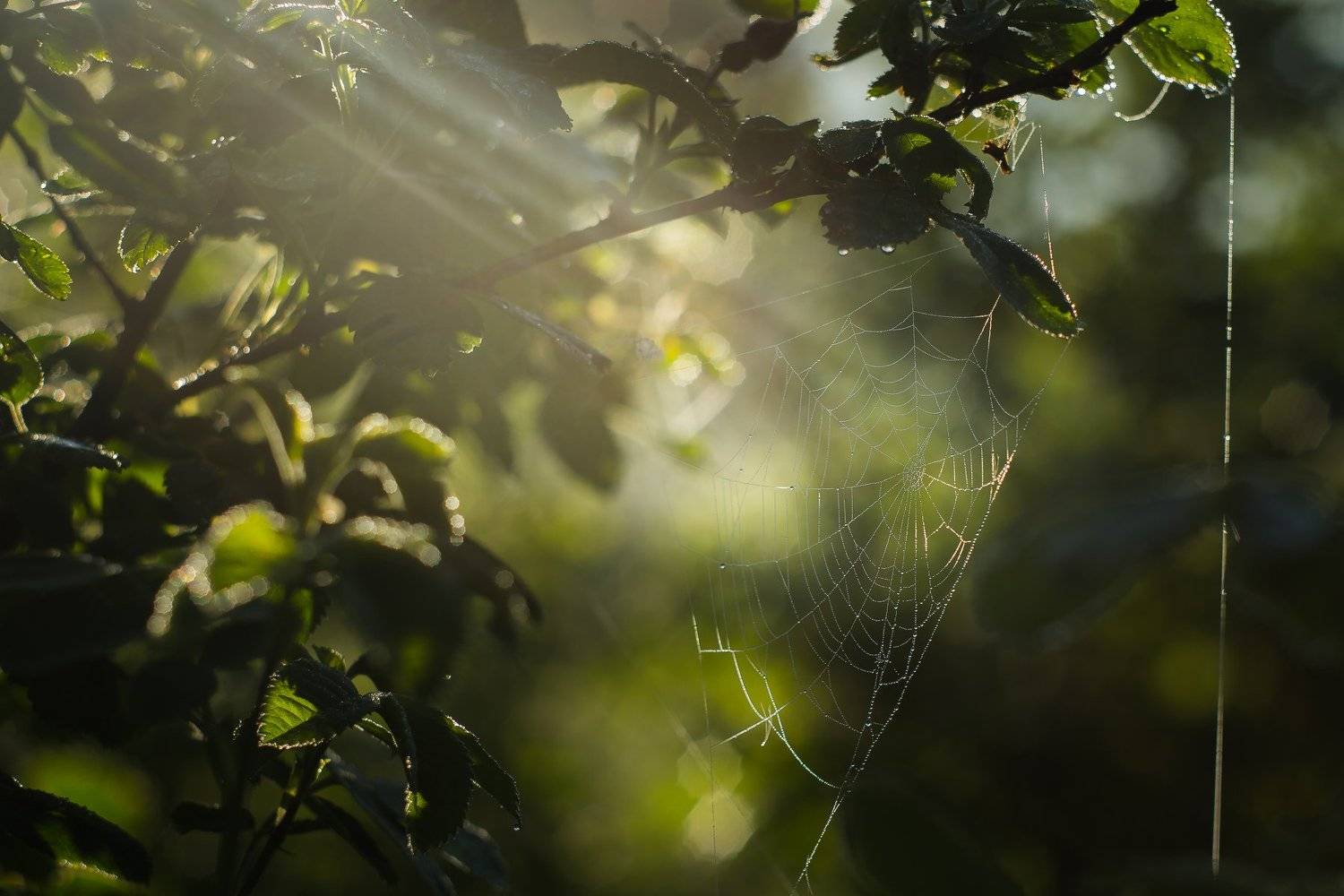 , Татьяна Гасс