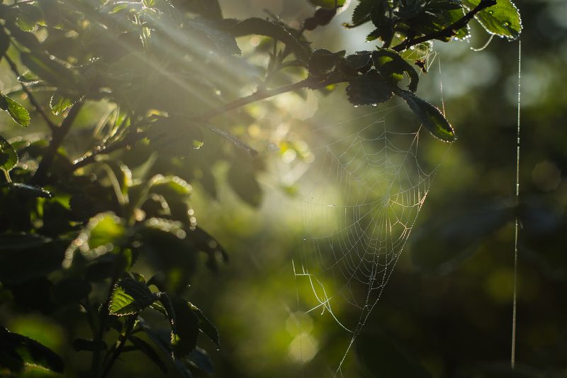 Утренняя. фото превью