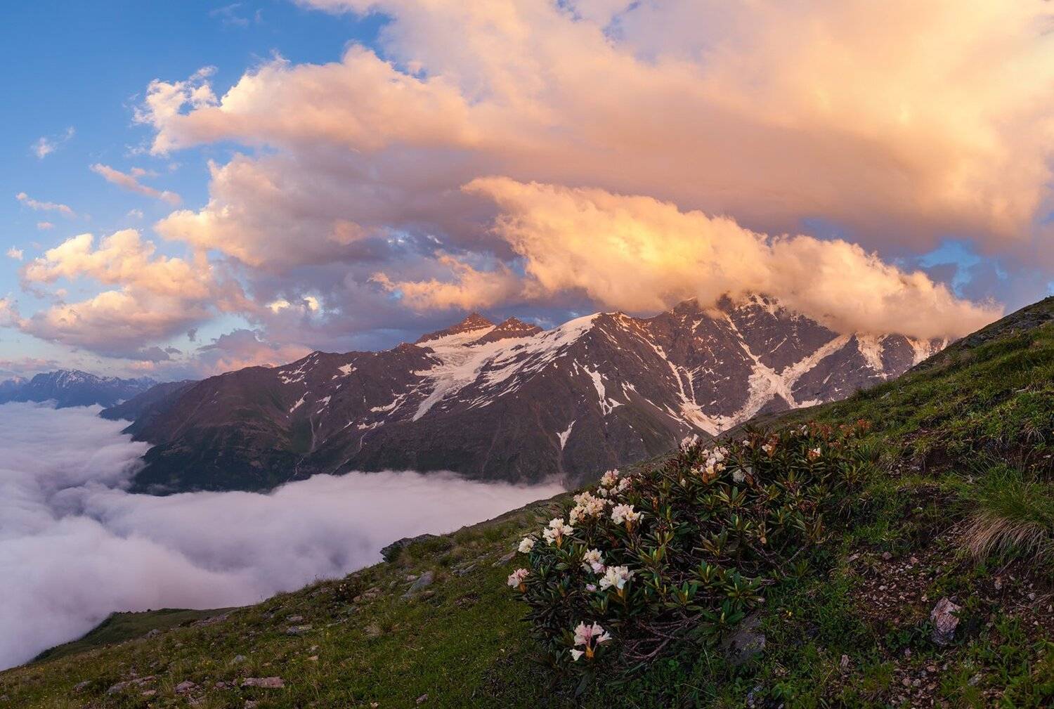 Рододендрон, Чегет, Кавказ, Приэльбрусье, , Арсений Кашкаров