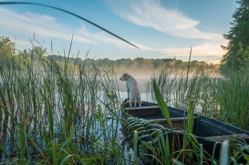 Лабрадор Вспышка встречает рассвет на реке Воронеж