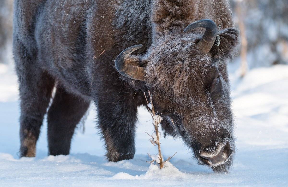 цветочек, Александр Маркелов