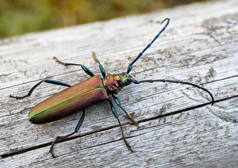 Мускусный хлопец фото превью