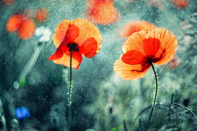 two, poppies, mak, maki, helios, dranikowski, bokeh Two poppies фото превью