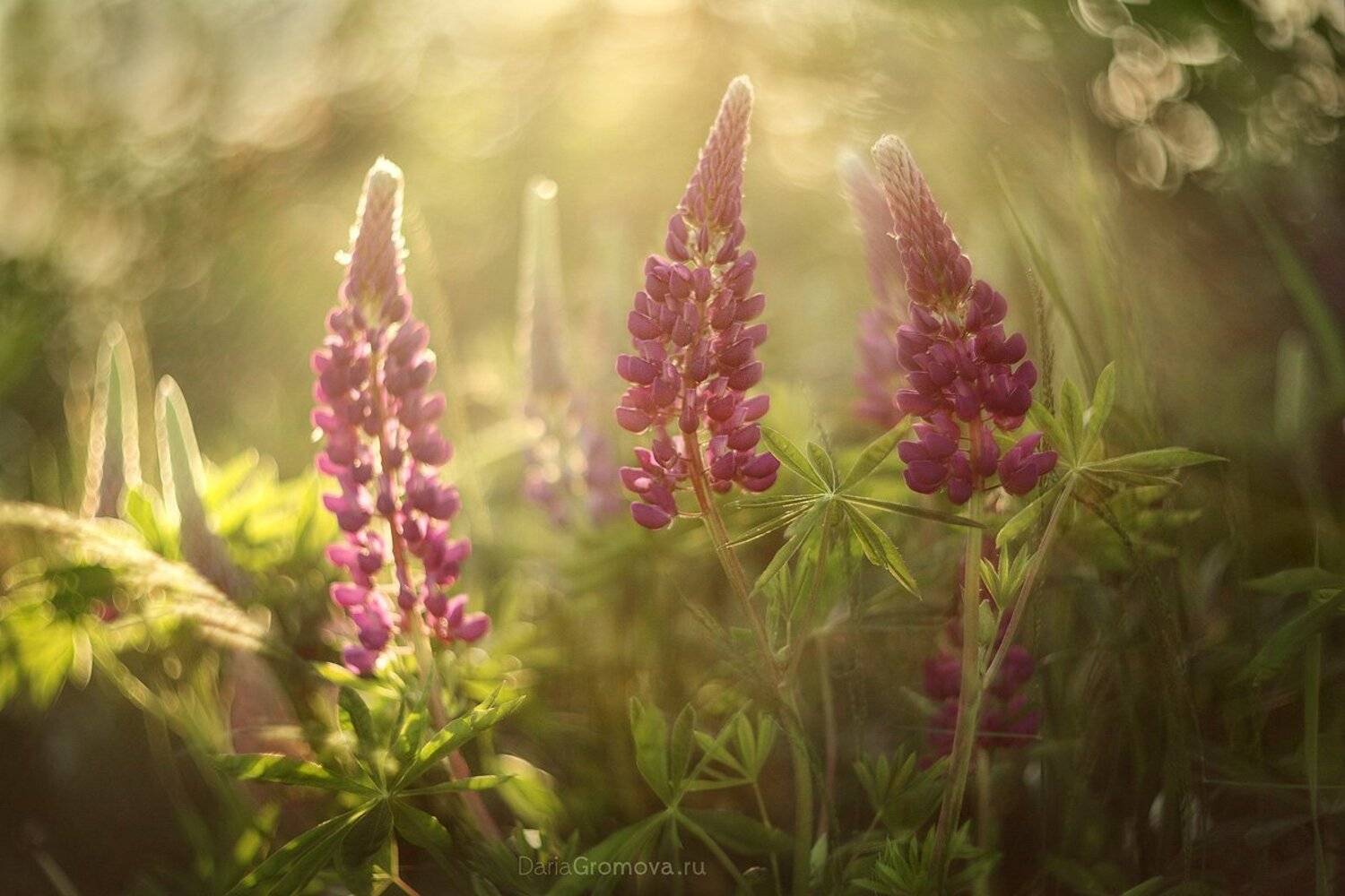 боке, ручной обьектив, мануальная оптика, фотограф, фотосессия, натюрморт, фото, блики, цветы, гелиос, макро, люпины, Дарья Громова