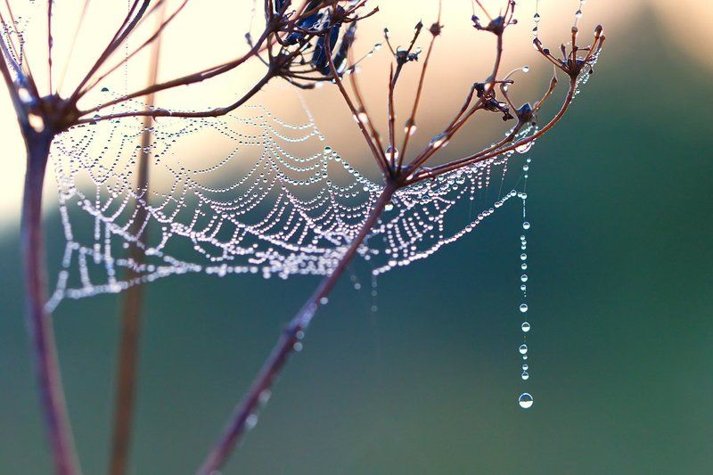 роса, макро, природа, утро, паутина Утренние бусы фото превью