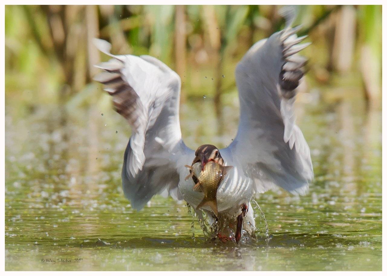 , Валерий Субачев