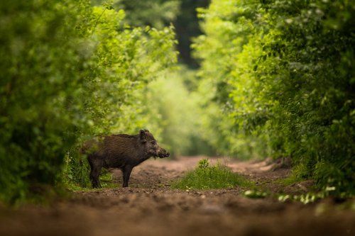Wild boar