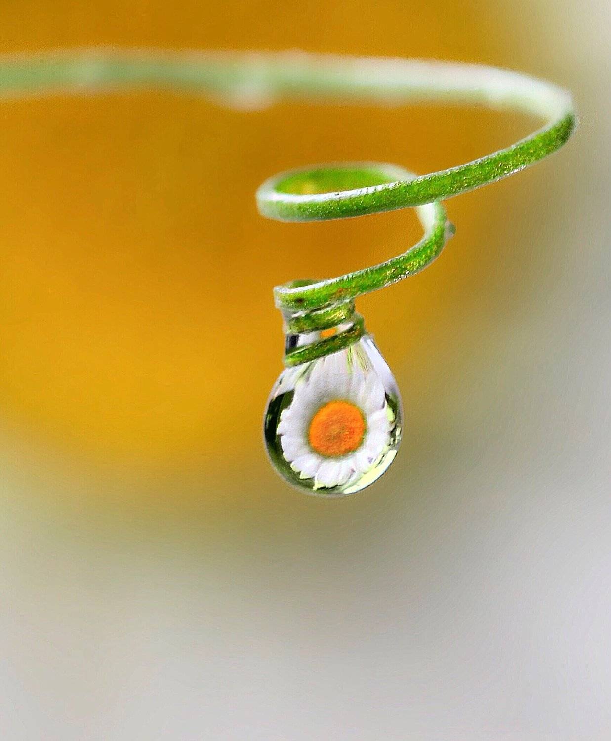 ромашка, капля, отражение , макро, Полина Серова