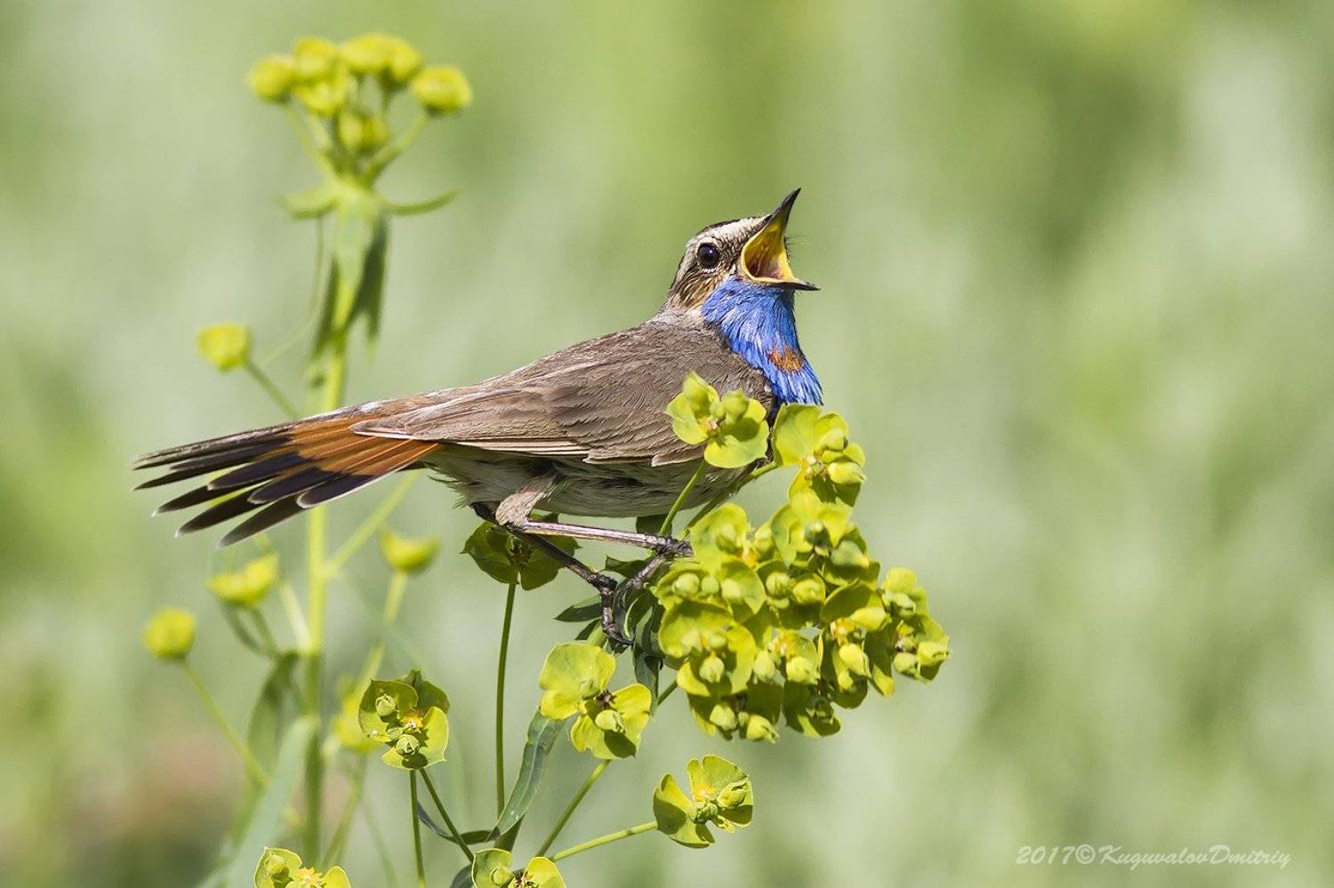 , Дмитрий Кугувалов