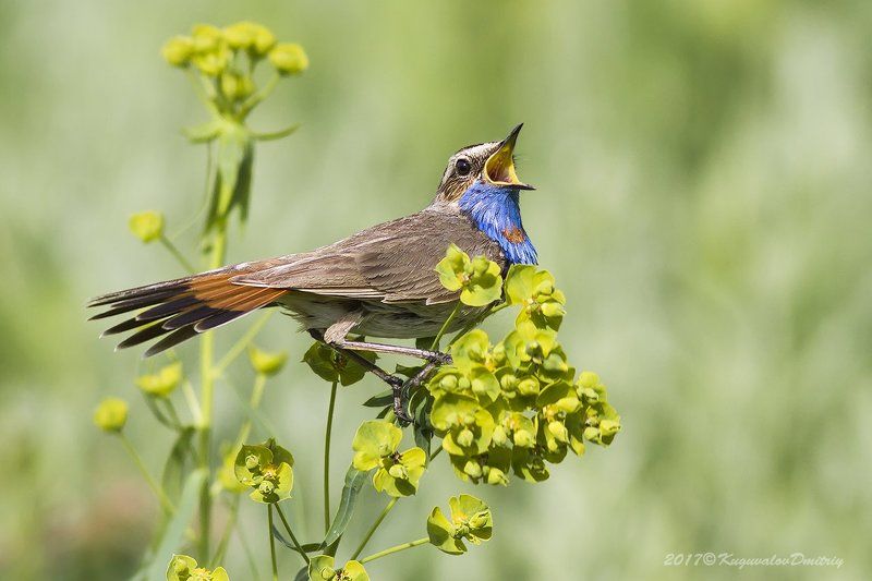 Варакушка фото превью