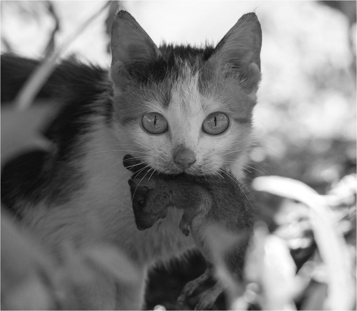 , Руслан Сигушин