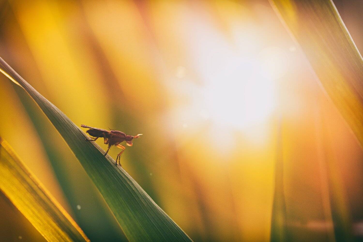 жук, кора, крылья, лапы, тень, черный, красный,цветы,свет,листья, Юрий Котов