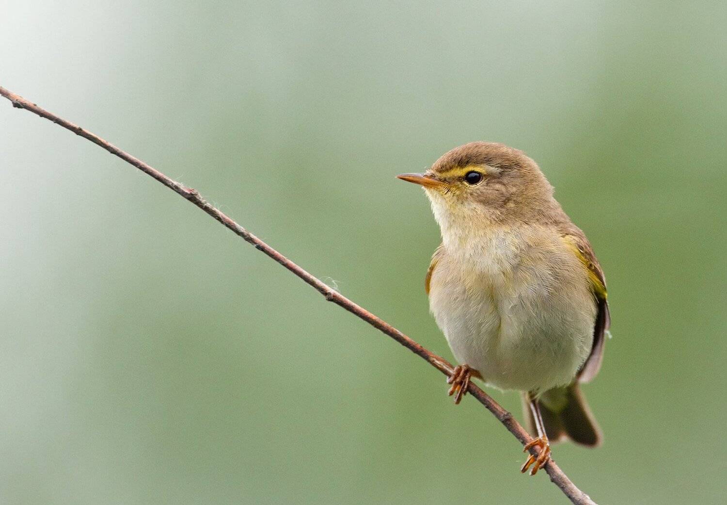 , Андрей Канышев