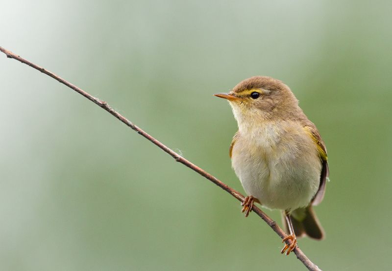 Пеночка фото превью