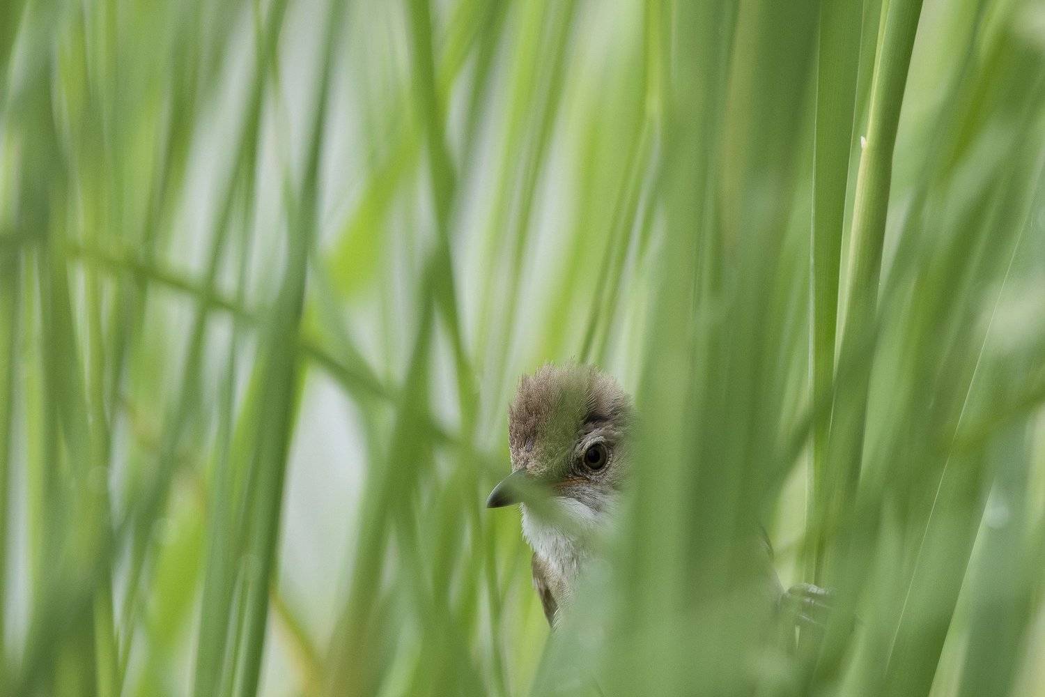 , Desislava Todorova