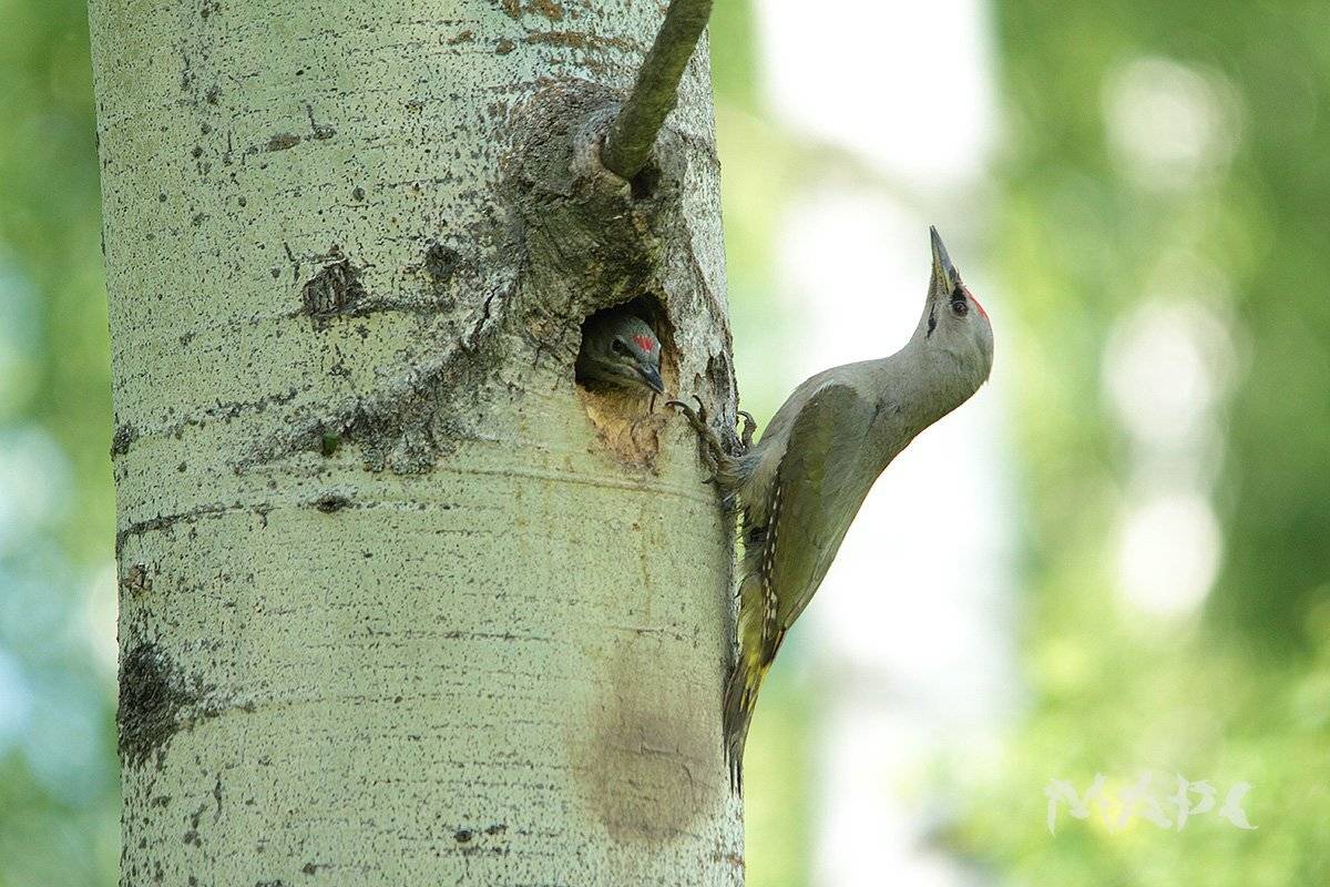 животные, птицы, седой дятел., Шангареев Марс