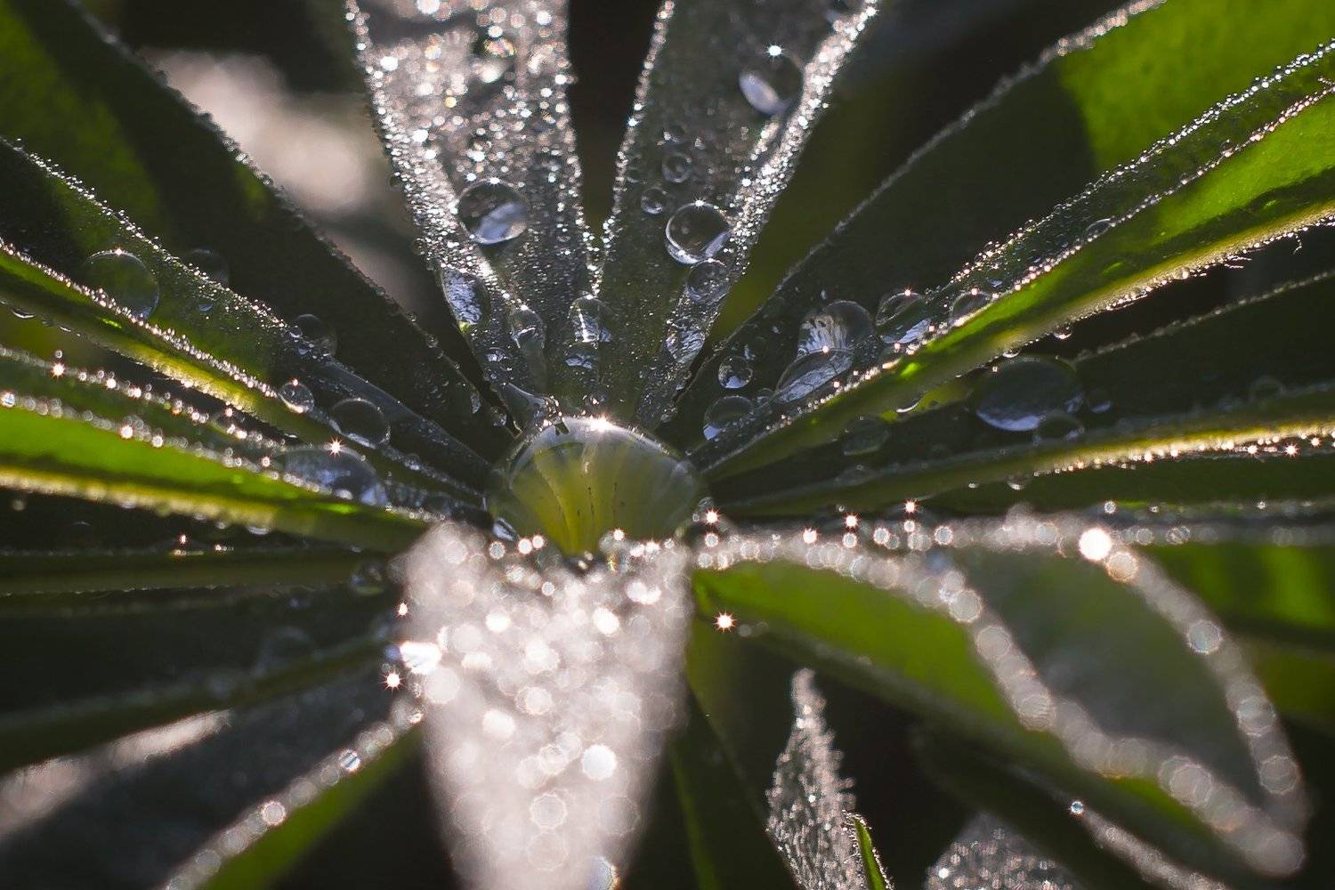 , Татьяна Гасс