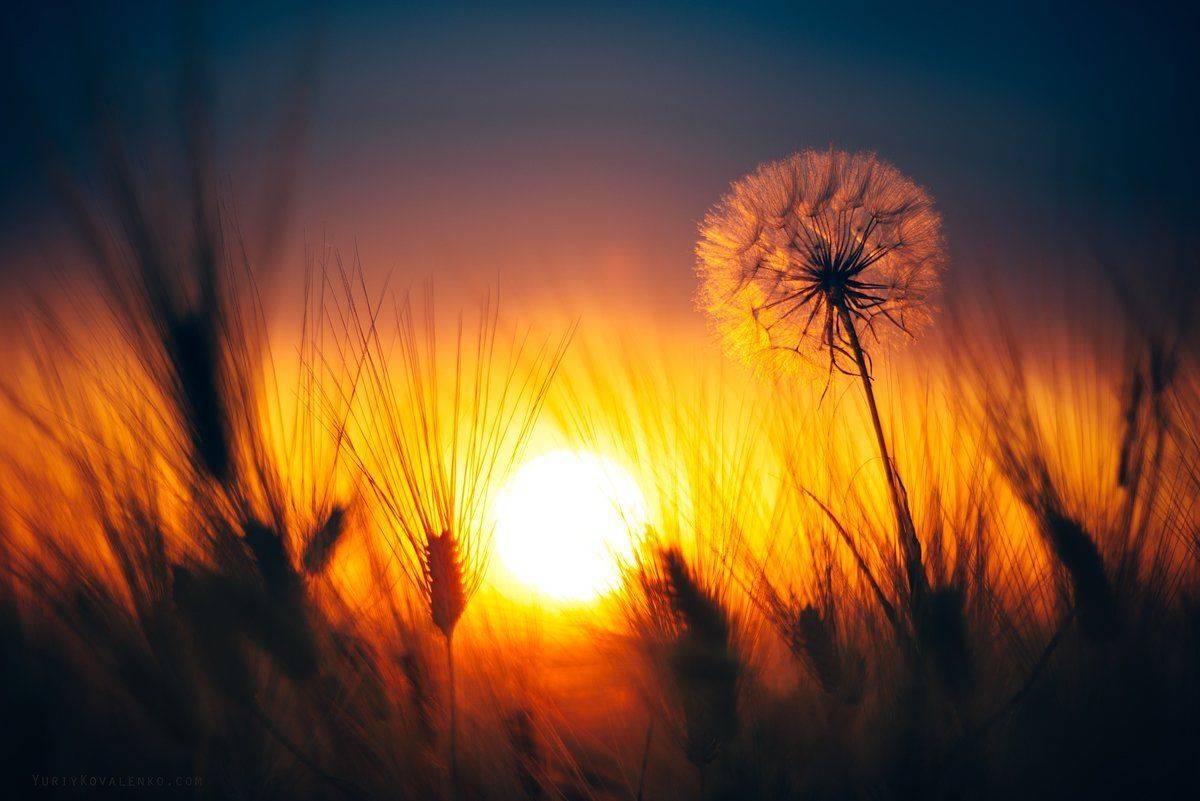 , Юрий Коваленко