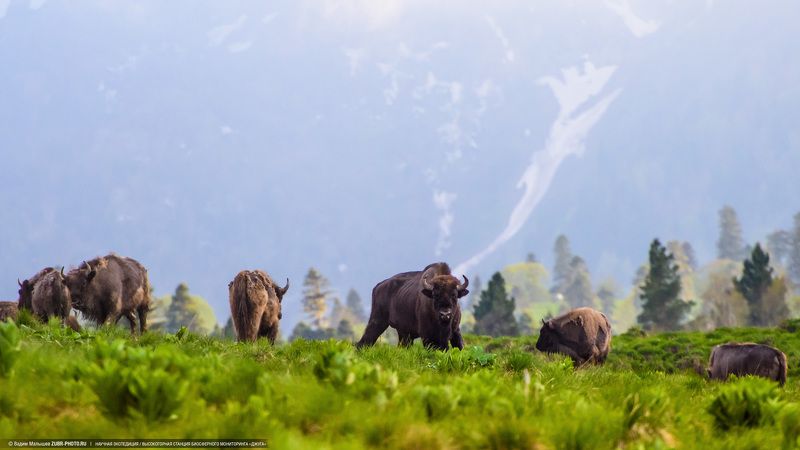 зубр, животные, кавказ, адыгея, горы, дикие, самец, вожак, заповедник Вожак фото превью