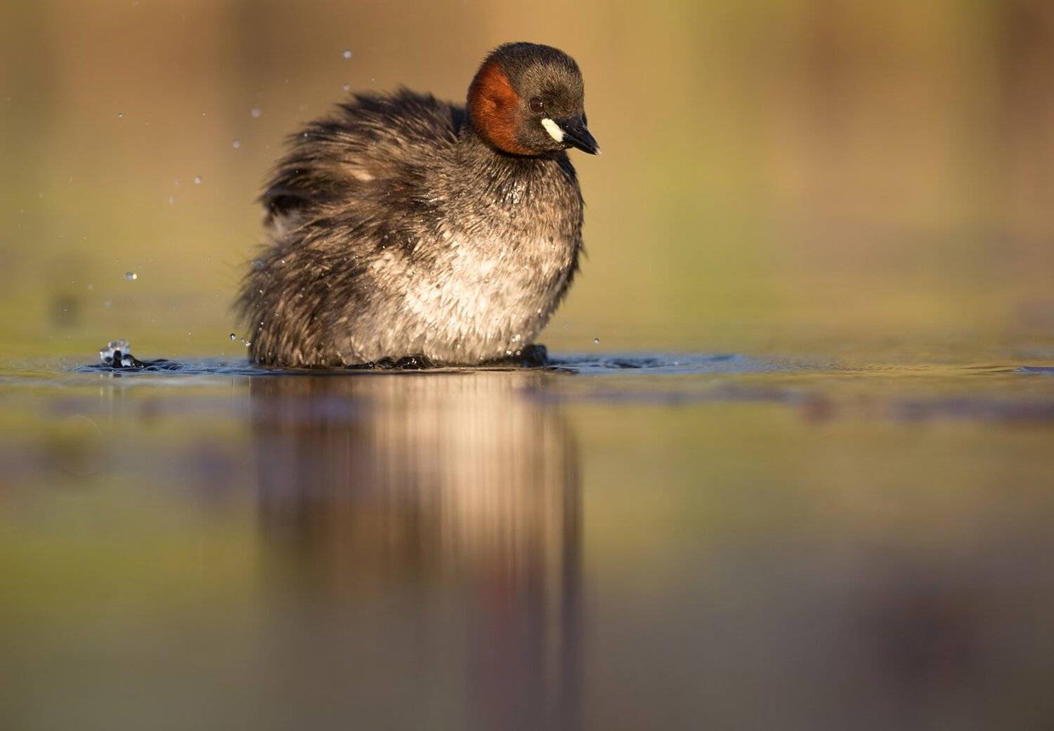 mkkaczy, Marcin Kaczmarkiewicz