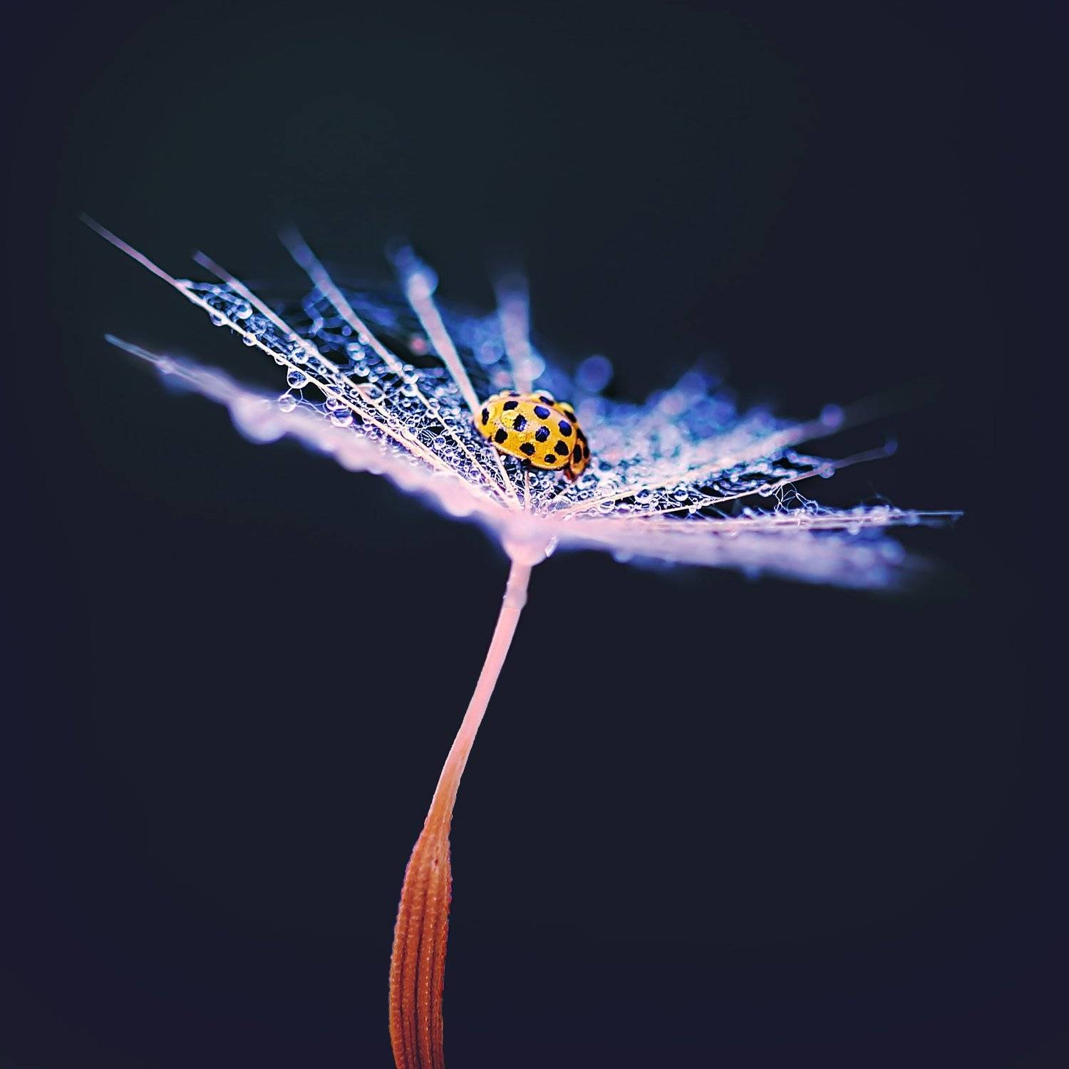 , Юлия Войнич