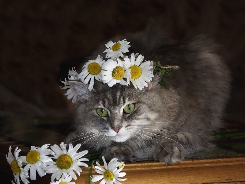 фото, домашние питомцы, домашние животные, кошки, портрет, кошка Масяня, ромашки, венок Портрет Масяни в ромашках фото превью