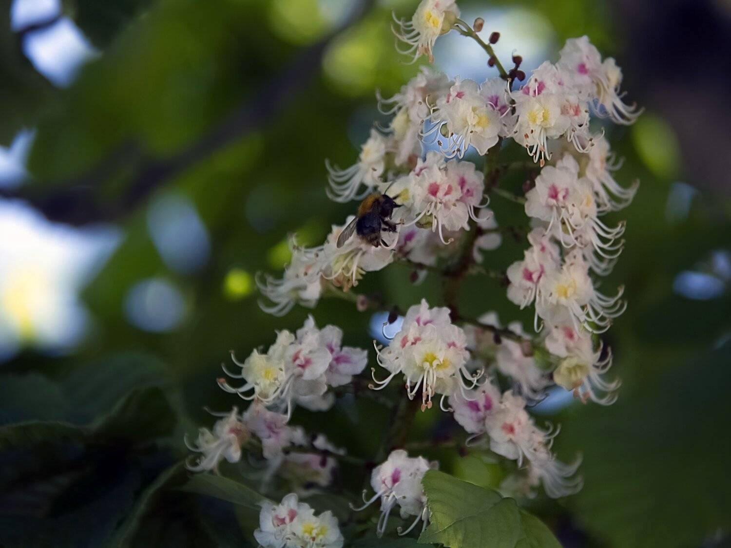 chestnut, bee, blossom, spring, spring time, flowers, white flowers, pink, landscape, countryside, town, garden, house, nature,, DZINTRA REGINA JANSONE