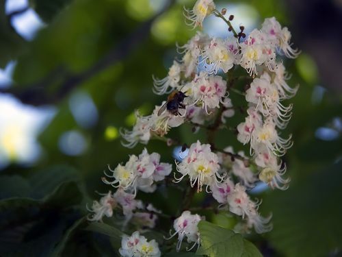 chesnut blossoms