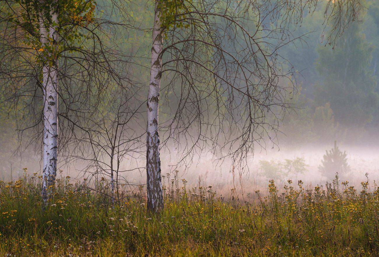 луг, утро, туман, Галанзовская Оксана
