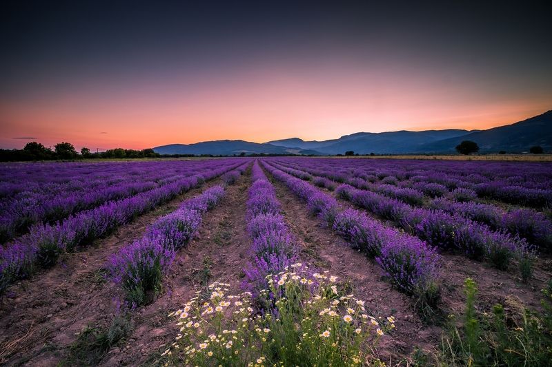 Лаванда фото превью