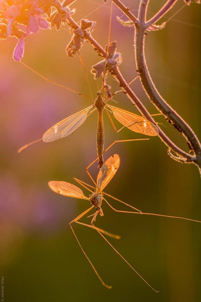 , Илья Михеев