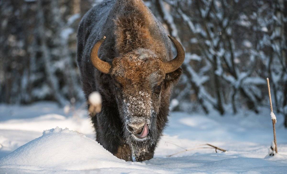 зубр, Александр Маркелов